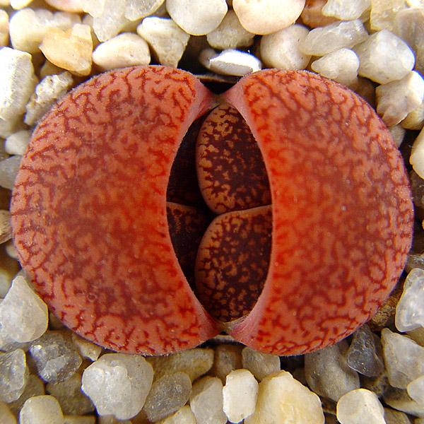Lithops v. koelemanii ex. S. Hammer - only one has this luscious color