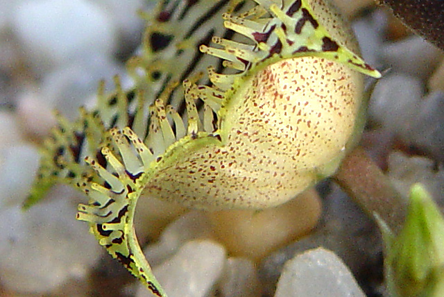 Sideview close-up showing papillae on Huernia kennedyana petals.