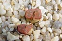 Same Conophytum wettsteinii RR430 (MG1471.2) plant on March 18th.