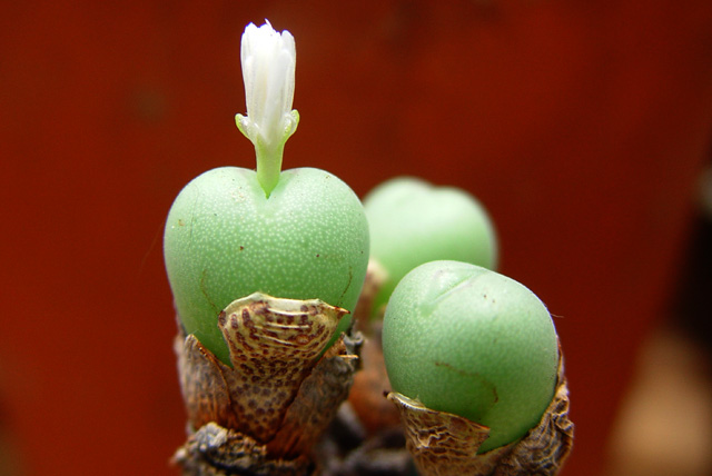 Conophytum meyeri cv 'Niveum'