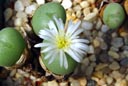 Conophytum Meyeri cv. 'Niveum'