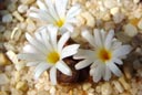 Conophytum ssp. cupreatum SH1249, Rooifontein