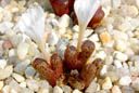 Conophytum pellucidum 
            ssp. pellucidum var. terricolor Reitberg.
