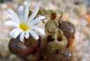 Conophytum ssp. cupreatum SH1249, Rooifontein