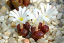 Conophytum pellucidum 
            ssp. pellucidum var. terricolor Reitberg.