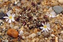 Conophytum reconditum (clonotype) plant on September 19th.