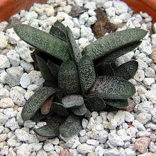 Gasteria sp, Miniature. Leaves are typically 8mm wide. (lost the tag somehow some years ago), ex Steven Hammer