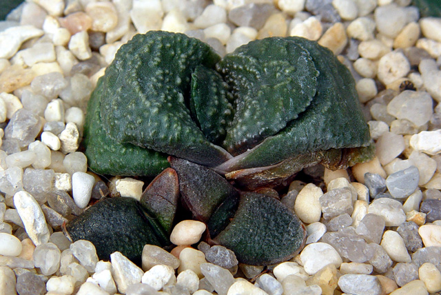 Gasteria armstrongii, offset of miniature, ex Renny Wong, ex Japan