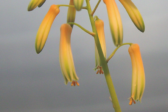 Close-up of Aloe fragilis