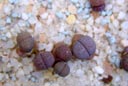 Lithops schwantesii ssp. schwantesii v. rugosa 'violet'