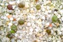 Lithops aucampiae C2.