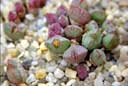 Conophytum klinghardtense, Heioas December 12th.