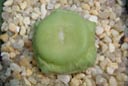 Conophytum wettsteinii RR430 (MG1471.2)