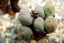 Conophytum meyeri