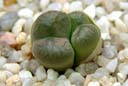 Conophytum friedrichiae x ficiforme plant on July 22nd.