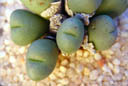 Conophytum globosum