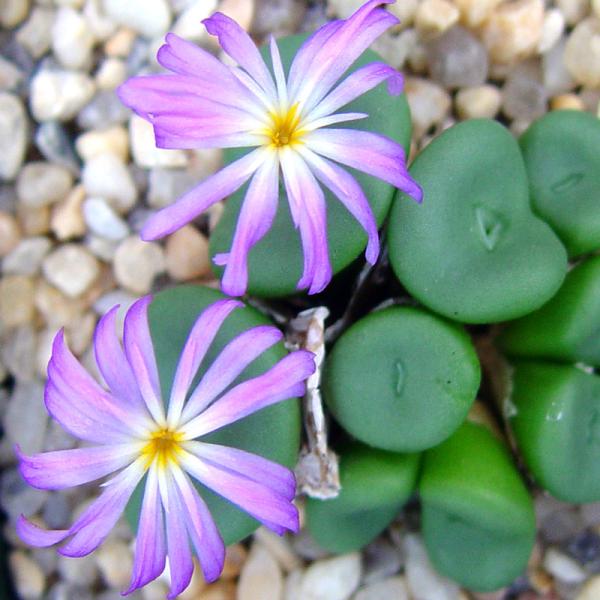 Conophytum pearsonii 'glabrum' Bitterfontein MG1441.1