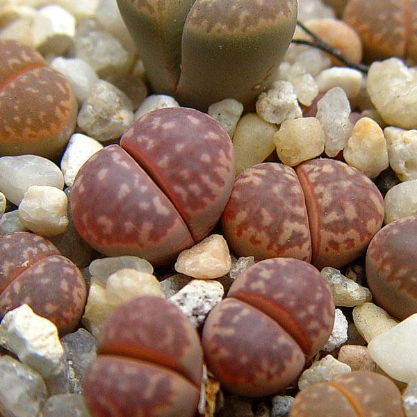 Lithops marmorata cv. 'Johnson's Pinkish' ex. F. Hoes